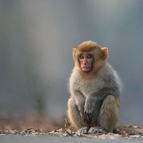 Rhesus Monkey, Rhesus Macaque, Macaque Monkey, Ape Monkey, Monkey Pictures, Monkey Art, Great Ape, Paws And Claws, Dog Videos