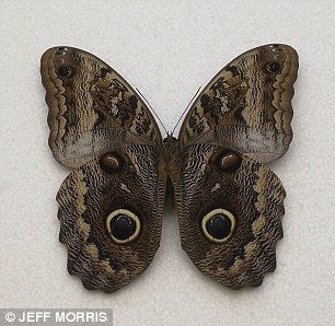 Eye knew it! Markings on butterflies really DO mimic a predator's gaze #dailymail