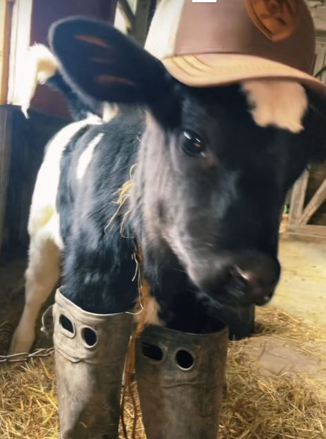 a cow in boots Nd a hat Cows Cute, Cow Cute, Pet Cows, Cow Photos, Mini Cows, Baby Farm Animals, Fluffy Cows, Cute Goats