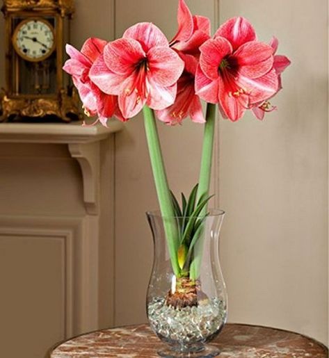 Amaryllis Plant, Growing Bulbs, White Flower Farm, Amaryllis Flowers, Amaryllis Bulbs, Fall Bulbs, Garden Bulbs, Indoor Flowers, Fall Plants