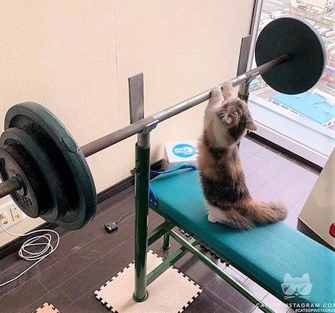 Cat Gym, Cat Work, My Bf, Cute Cats Photos, Tokyo Olympics, Funny Animal Jokes, Cat Boarding, Silly Animals, Cat Aesthetic