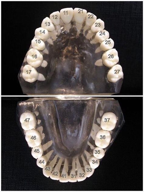 The International Standards Organization Designation System (ISO System) by the World Health Organization notation system is widely used by dental professionals internationally to associate information with a specific tooth. Based on the Fédération Dentaire Internationale (FDI), it is also known as ISO 3950[1] notation. Thus the ISO System uses a two-digit numbering system in which the first number represents a tooth's quadrant and the second number represents the number of the tooth from th... Dental Assistant Study, Dental Hygiene Student, Dental Extraction, Dental World, Dental Aesthetics, Kedokteran Gigi, Dental Hygiene School, Dentistry Student, Dental Anatomy