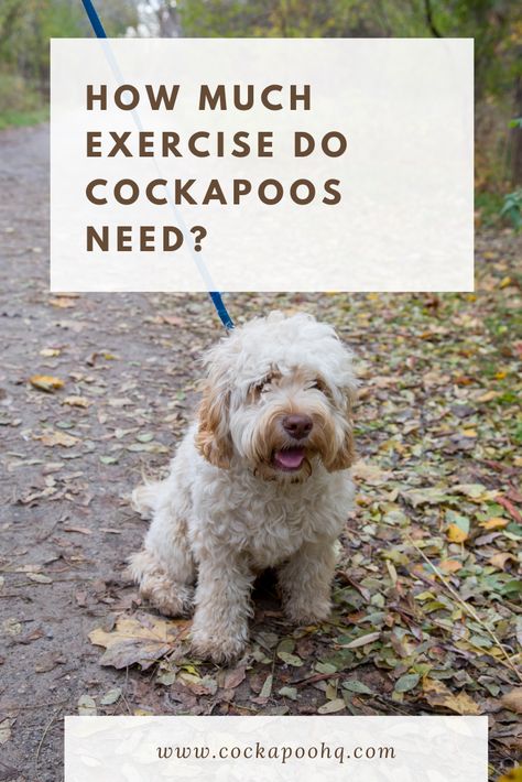 Low Shedding Dogs, Ways To Exercise, Cockapoo Dog, Cockapoo Puppies, High Maintenance, Dog Care Tips, Healthy Bones, Dog Activities, Dog Runs