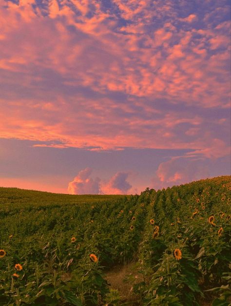 November Vibes, Sunflower Sunset, Sunrise Photos, Sunflower Field, Pretty Landscapes, Sunset Aesthetic, Sunset Wallpaper, Sunflower Fields, Instagram Photo Inspiration