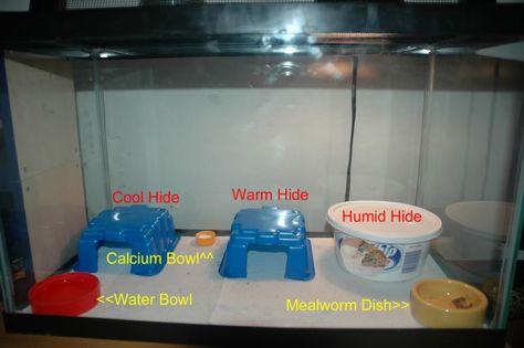 Gecko Tank Setup, Humid Hide For Leopard Gecko, Leapord Gecko Habitat Ideas, Leopard Gecko Terrarium Ideas, Diy Humid Hide Leopard Geckos, Fairy Garden Leopard Gecko Tank, Gecko Cage, Crested Gecko Care, Leopard Gecko Tank