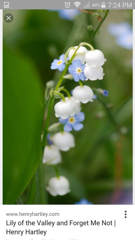 Lily Of The Valley Flowers, Valley Flowers, Nothing But Flowers, Flower Therapy, Language Of Flowers, Pretty Plants, Forget Me Not, Flowers Nature, Lily Of The Valley