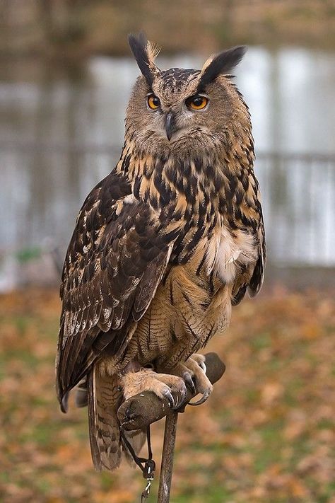 Eurasian Eagle Owl, Owl Species, Owl Photography, Eagle Owl, Owl Tattoo Design, Owl Photos, Owls Drawing, Owl Pictures, Beautiful Owl