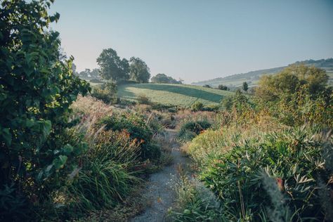 A Master Class with Dan Pearson: Advice for Anyone Creating a Garden from Scratch - Gardenista Meadow Landscaping, New York Cottage, Garden Reference, House Garden Design, Dan Pearson, British Interior Design, Farm Aesthetic, Creating A Garden, Naturalistic Garden