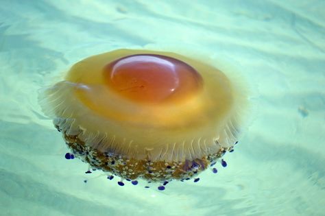 Cotylorhiza tuberculata | Fried Egg Jellyfish / Spiegeleikwal Fried Egg Jellyfish, Egg Jellyfish, Types Of Jellyfish, Jellyfish Species, Cnidaria, Fauna Marina, Water Creatures, Huevos Fritos, Life Aquatic