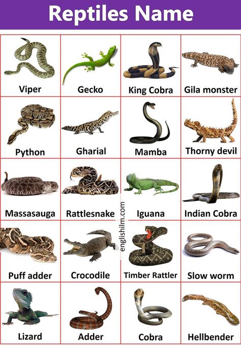 Pictures Of Reptiles, Birds Name List, Animals Name List, Resume Words Skills, Human Body Vocabulary, Fruits Name In English, Picture Vocabulary, General Knowledge For Kids, Animals Name In English