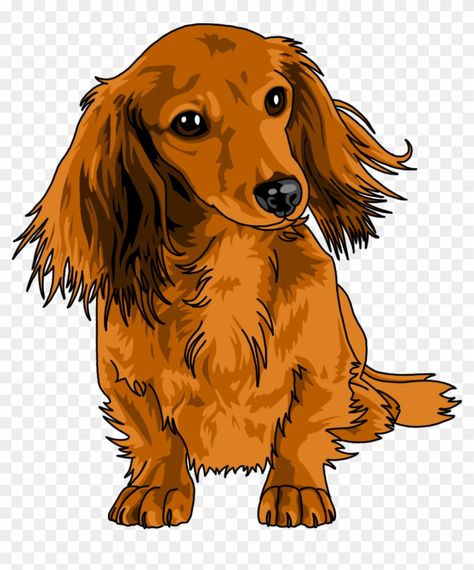 Long Haired Dachshund Drawing, Dachshund Clipart, Cardinal Drawing, Dachshund Drawing, Long Hair Drawing, Wind Drawing, My Little Pony Hair, Peacock Drawing, Brown Dachshund