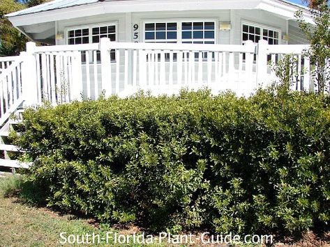 Young wax myrtle shrubs lining a deck Short Hedge, Wax Myrtle, Beach House Deck, Privacy Hedges, Florida Landscaping, Florida Plants, Front Gardens, Tree Canopy, House Deck