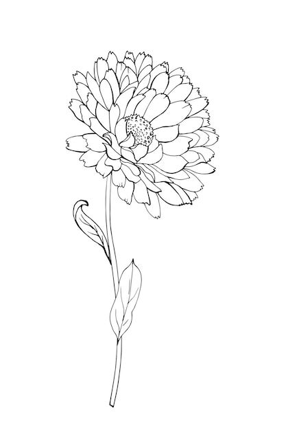 One black outline flower calendula, bran... | Premium Vector #Freepik #vector Calendula Tattoo Design, Calendula Flower Tattoo, Calendula Tattoo, Book Vector, Doodle Art Flowers, Calendula Flower, Flower Outline, Flower Tattoo Designs, Cosmetic Products