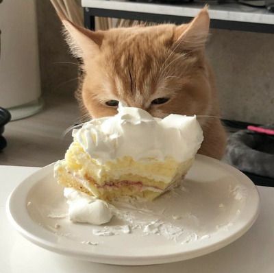 Orange Tabby, Cream, Orange, Cake, White