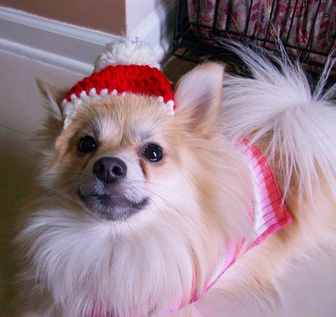 Since getting Lucy (my adorable Pomeranian puppy dog) earlier this year I couldn't wait to start crocheting her sweaters, toys and other ac... Crocheted Santa, Dogs Things, Cat Hat Pattern, Crochet Dog Hat, Crochet Santa Hat, Start Crocheting, Crochet Christmas Hats, Crochet Pet, Dog Sweater Pattern