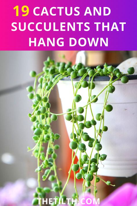 19 Cactus and Succulents that Hang Down Types Of Succulents, Succulent Care, Cactus And Succulents, Love It, Cactus, Quick Saves