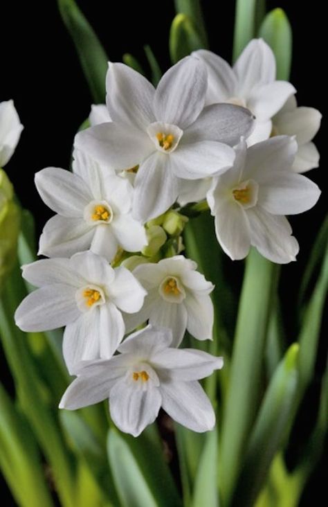 forcing-narcissus-for-christmas-decor is one of the best ways to bring natural and rustic beauty to your Christmas decor #adelightsomelife #christmasdecor #rusticchristmas #forcingbulbs #narcissus Narcissus Bulbs, December Birth Flower, White Flower Arrangements, Narcissus Flower, Winter Decorations Diy, Bedroom Decorating Ideas, Winter Home, Airbrush Art, Month Flowers