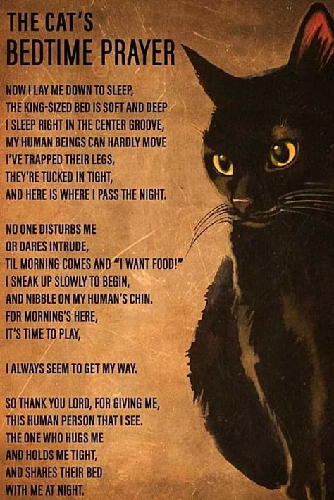 Cat Poems, Katt Grejer, Bedtime Prayer, A Black Cat, Cat Facts, Cat Quotes, Cat Posters, Cute Cats And Kittens, Cat Sitting