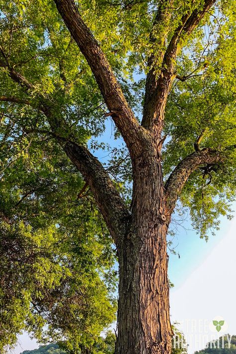 Silver Maple Tree Tattoo, Acer Saccharinum, Tree Dragon, Sugar Maple Tree, Tree Facts, Maple Tree Tattoos, Silver Maple Tree, Pecan Trees, Hickory Tree