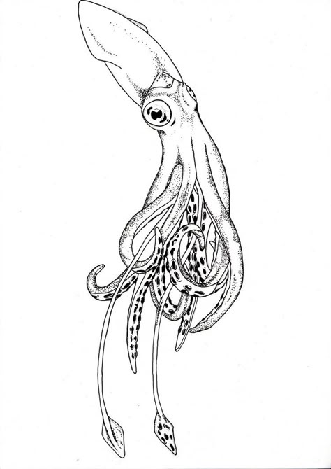 Squid Drawing, Squid Tattoo, Octopus Tattoo Design, Kunst Tattoos, Arte Grunge, Octopus Tattoo, Desenho Tattoo, Arte Sketchbook, Vector Drawing