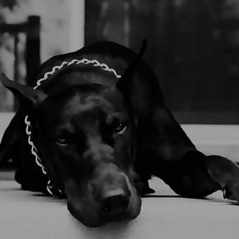 Dark Aether, Aesthetic Boys Outfit, Black Shadow, Mad Dog, Doberman Pinscher, White Photo, Black Hole, Doberman, Black Aesthetic