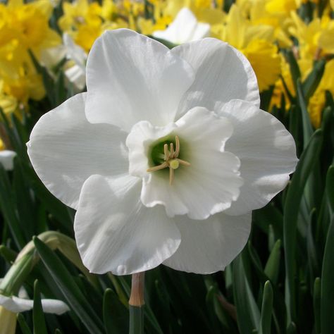 Flower bulbs are easy to plant and care for when you know which common pitfalls to avoid. In this blog article I will answer a second selection of frequently asked questions, and help you to get the most out of your flower bulb-growing experience. Daffodil Bulbs, Garden Bulbs, Garden Care, Bulb Flowers, Planting Bulbs, Spring Blooms, Big Flowers, Large Flowers, My Flower