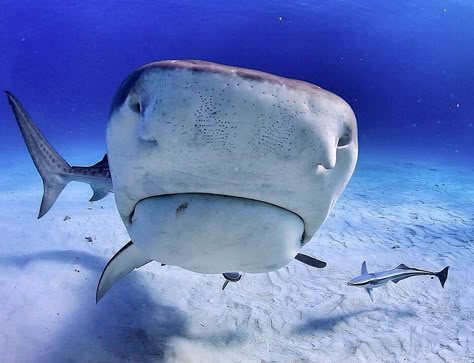 Silly Shark, Shark Board, Silly Sharks, Tiger Sharks, Shark Conservation, Shark Photos, Cool Sharks, Marine World, Shark Pictures