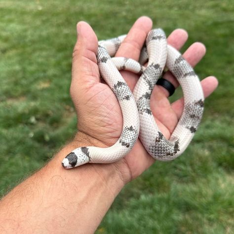 Ghost Honduran Milk Snake by JMac Reptiles Milk Snake Morphs, Honduran Milk Snake, White Python Snake, Snow Hognose Snake, Albino Reticulated Python, Albino Snake Ball Python, Milk Snake, Pet Snake, Cute Reptiles