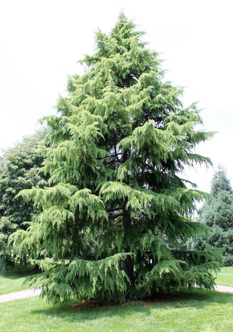 Deodar Cedar Backyard Screen, Deodar Cedar, Cedrus Deodara, California Christmas, Kingdom Plantae, Live Christmas Trees, Cedar Oil, Cedar Tree, Cedar Trees