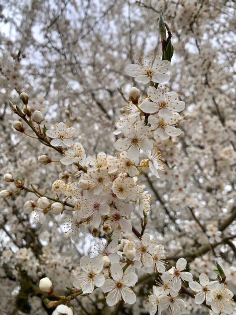 #aesthetic #bloom #white #cherry #pretty #tree #spring #inspiration #instagram Hawthorn Tree, Future Garden, Blooming Trees, Inspiration Instagram, White Tree, Cherry Tree, Spring Inspiration, Flowering Trees, Fern