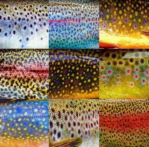 All the colors of the rainbow Trout Art, Fly Fishing Art, Posca Marker, Fly Fishing Tips, Rainbow Trout, Gone Fishing, Trout Fishing, Sea Fish, The Fly