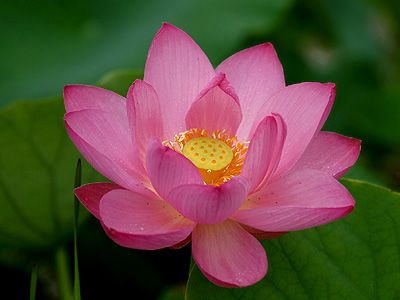 National flower of India - Lotus Growing Lotus, Lotus Flower Wallpaper, Lotus Flower Pictures, Lily Lotus, National Flower, Wild Harvest, Blue Lotus, Lotus Blossom, Pink Lotus