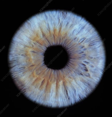 The iris of the eye Iris Eye, Eye Texture, Science Photos, Eye Photography, Gray Eyes, Human Eye, Eye Art, Pretty Eyes, Eye Drawing