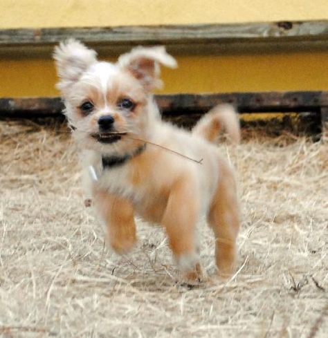 ShiChi Dog Info, Temperament, Training, Puppies, Pictures Shichi Dog, Long Haired Chihuahua Puppies, Chihuahua Mix Puppies, Chi Dog, Training Puppies, Puppies Pictures, Dogs Pictures, Unique Dog Breeds, Rare Dog Breeds