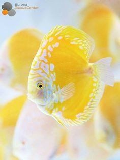 Discus Aquarium, Ikan Air Tawar, Colourful Fish, Tropical Freshwater Fish, Discus Fish, Yellow Fish, Salt Water Fish, Freshwater Aquarium Fish, Carpe Koi