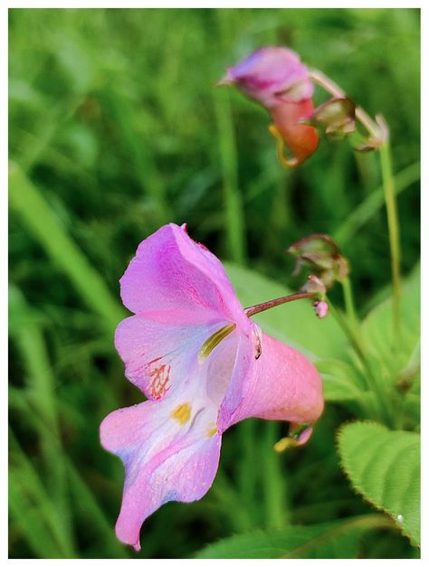 Himalayan balsam (impatiens glandulifera) Himalayan Balsam, Love From Another Star, My Love From Another Star, Himalayan, Plants