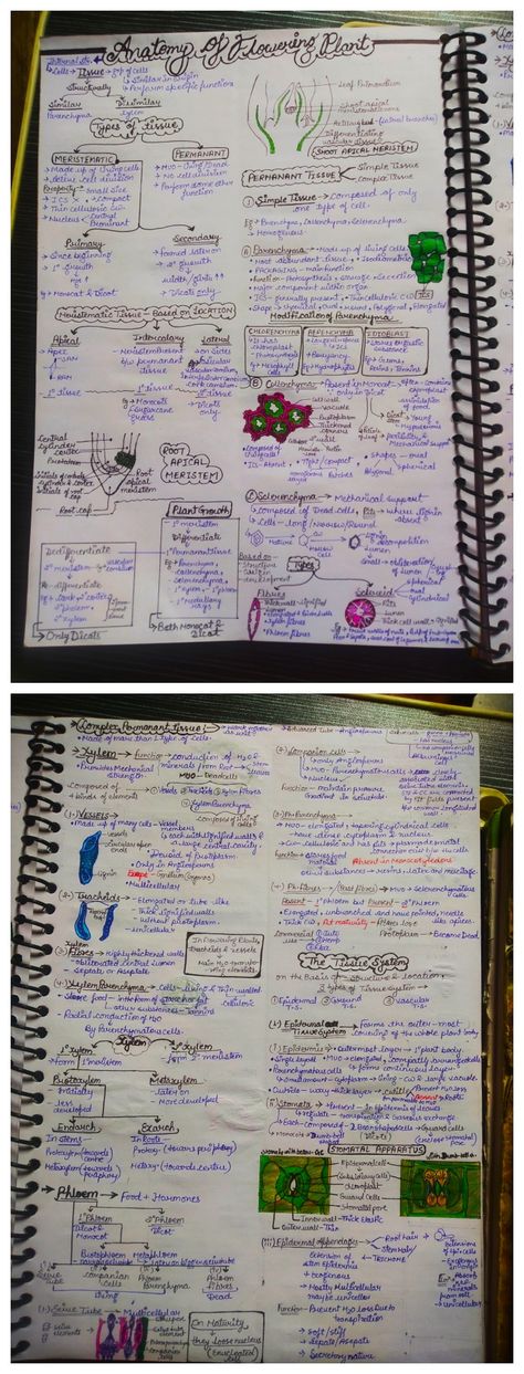 Photosynthesis In Higher Plants Notes, Anatomy Of Flowering Plants Notes, Anatomy Of Flowering Plants, Biology Flashcards, Neet 2025, Botany Notes, Bio Notes, Neet Notes, Biology Diagrams