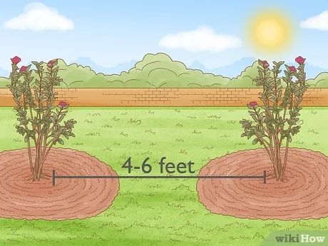 Crate Myrtle Trees, Crepe Myrtle Bush, Crepe Myrtle Landscaping, Myrtle Flower, Crepe Myrtle Trees, Crepe Myrtles, Boxwood Landscaping, Florida Trees, Texas Landscaping