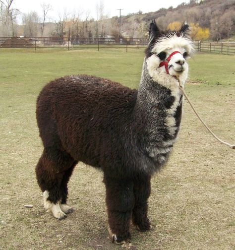 If I ever snap and just go absolutely bonkers one day, I want it to manifest in owning an alpaca farm. Alpaca Colors, Alpaca Photography, Alpaca Images, Alpaca Pictures, Black Alpaca, Smiling Alpaca, White Alpaca, Alpaca My Bags, Alpaca Memes Hilarious