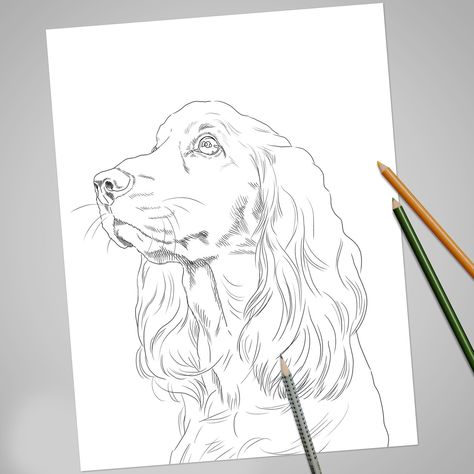 Dog Coloring Book, Puppy Coloring Pages, Puppy Drawing, Dog Coloring Page, Labrador Puppy, Drawing Inspo, Dog Illustration, Cocker Spaniel, Dog Portraits