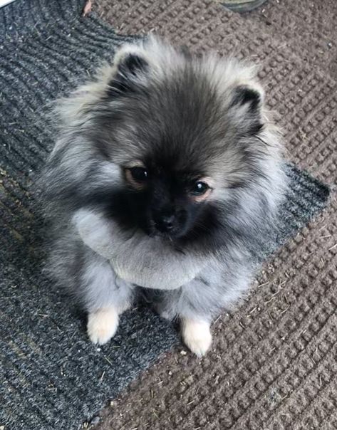 My girl, Stormi Jean. 🐾🖤 Wolf Sable Pomeranian, Pomeranian Breed, Pom Mom, Cute Pomeranian, Teacup Puppies, Pomeranian Dog, Pomeranian Puppy, Little Dogs, Big Dogs