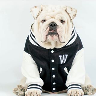 We love Wonton the Bulldog.... check out their collection @wontonthebulldog #bulldogstyle Personalized Leather Gifts, Dog Collar With Name, Bull Dogs, British Bulldog, Custom Dog Collars, Personalized Dog Collars, Dog Modeling, English Bulldogs, Great British