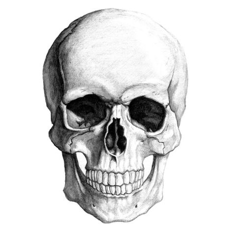 100 desenhos de caveiras, galeria de caveiras, caveiras, tatoo de caveiras, caveira de cristal, caveiras mexicanas, o significado da caveira, o que significa a caveira, a caveira e o seu significad… Skull Reference, Skull Pillow, Skulls Drawing, Skull Illustration, 캐릭터 드로잉, Desenho Tattoo, Skull Drawing, A Skull, Zero Gravity