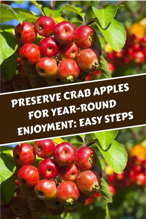 Discover various ways to preserve your crab apples effortlessly! Choose from dehydrating, canning, freezing, or fermenting methods to ensure their freshness throughout the year. Transform these preserved crab apples into delightful snacks, flavorful sauces, or charming decorations for endless culinary possibilities. How To Preserve Crab Apples, Canning Whole Crab Apples, Crab Apple Preserves, Canned Crab Apples, Canning Crab Apples, What To Do With Crab Apples, Crab Apple Recipes, Canning Apples, Crab Apples