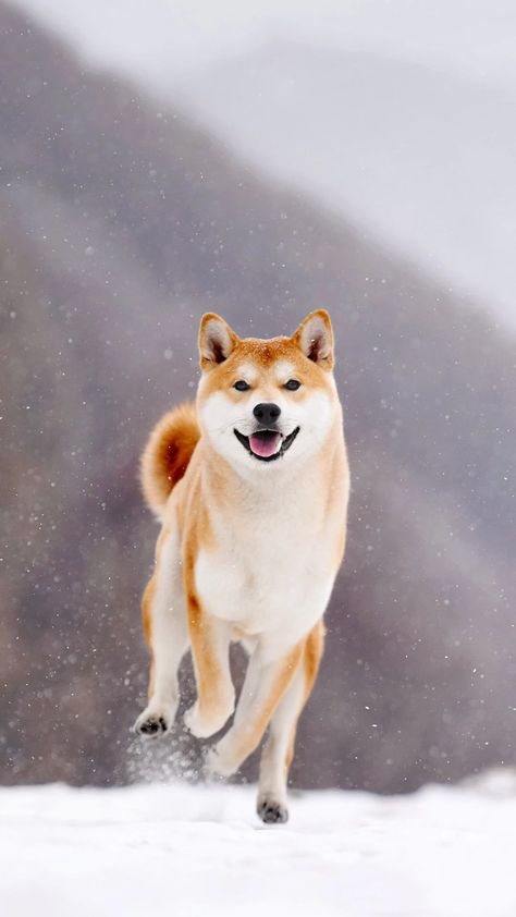 Shiba Inu Wallpaper, Japanese Dogs, Akita Inu, Shiba Inu Puppy, Akita Dog, Shiba Inu Dog, Really Cute Dogs, Most Beautiful Animals, Dog Logo