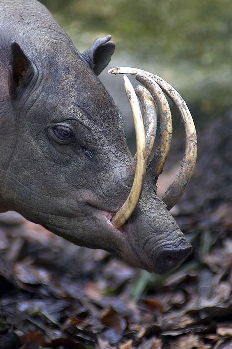 The name babirusa means ‘pig-deer’ and refers to its appearance as a mix between a pig and a deer. Sulawesi babirusas are in fact members of the pig family. Glaucus Atlanticus, Bizarre Animals, Wild Pig, Interesting Animals, Animale Rare, Unusual Animals, Rare Animals, Animal Species, Weird Creatures