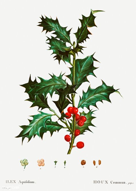 Common holly (Ilex aquifolium) illustration from Traité de… | Flickr Holly Plant, Paper Mulberry, Branch Vector, Holly Christmas, Vintage Png, Image Paper, Illustration Botanique, Botanical Artwork, Vintage Botanical Prints