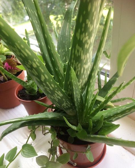 Aloe Plant Aesthetic, Aloe Vera Plant Aesthetic, Aloe Vera Aesthetic, Aloe Aesthetic, Deity Worship, Uni Dorm, Simple Dance, Aloe Vera Plant, Aloe Plant