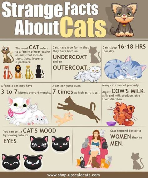 Fun Facts About Cats, Cat Infographic, Facts About Cats, Gatos Cool, Dog Training School, Broadway Tickets, Word Cat, Cat Info, Cat Behavior