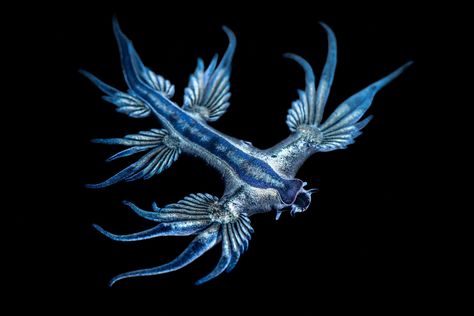 Blue Dragon Fish, Blue Dragon Aesthetic, Glaucus Atlanticus, Dragon Facts, Loggerhead Turtle, Blue Animals, Animal Tarot, Ocean Pollution, Sea Slug